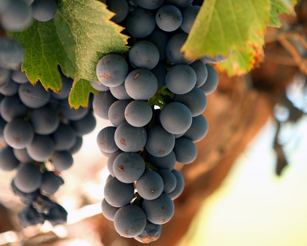 malbec grapes